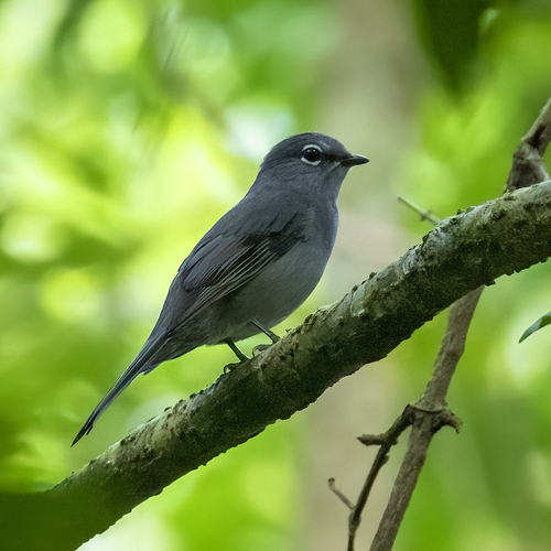 Slate-colored Solitaire (Myadestes unicolor), photo 6