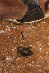 Uperodon globulosus