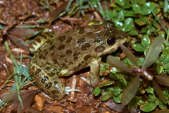 Hoplobatrachus crassus