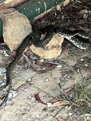 Diamond Python sighting