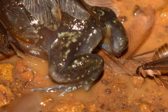 Uperodon globulosus