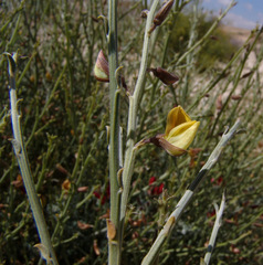 Crotalaria aegyptiaca