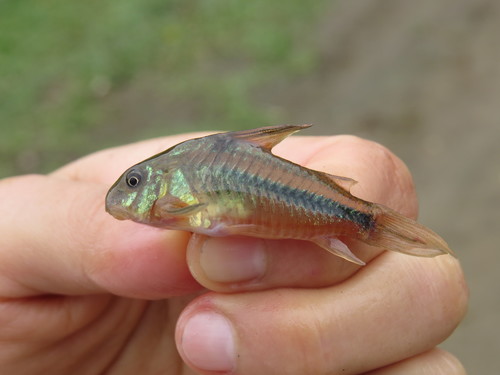 Blue corydoras (Corydoras nattereri) — Callichthyidae