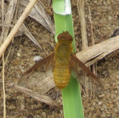 Chrysanthrax edititius