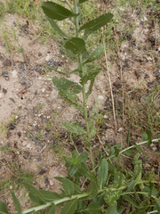 Puccinia grindeliae