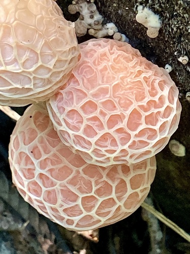 Rhodotus reticeps