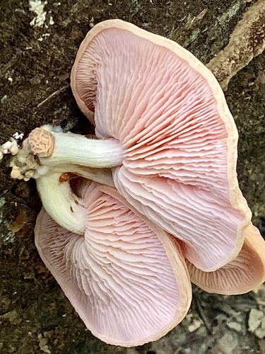 Rhodotus reticeps
