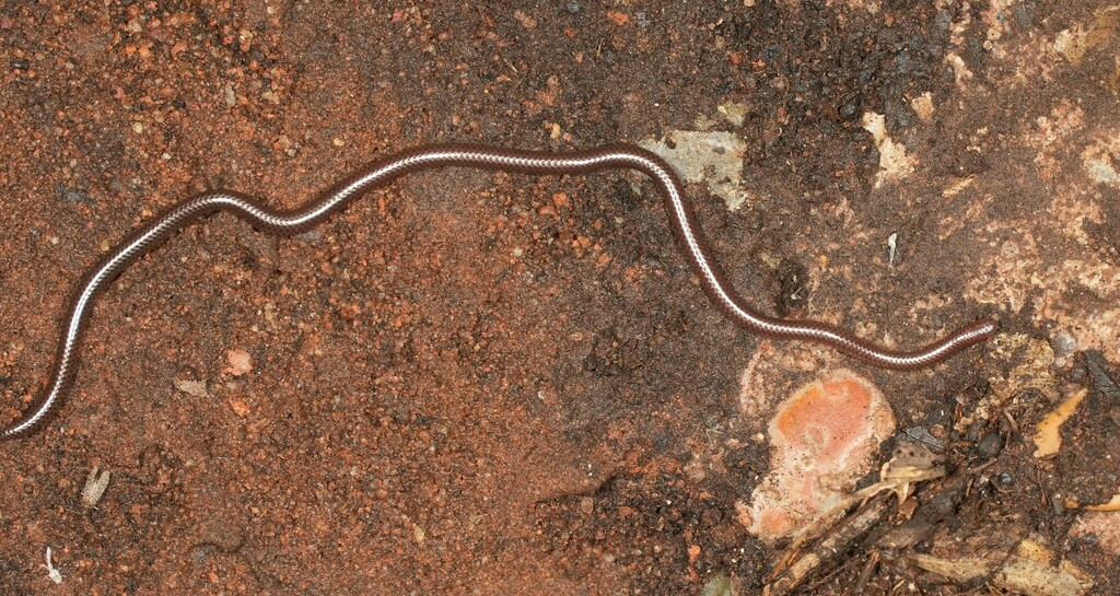 Emin Pasha's Worm Snake