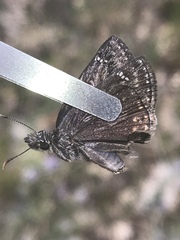 Erynnis afranius