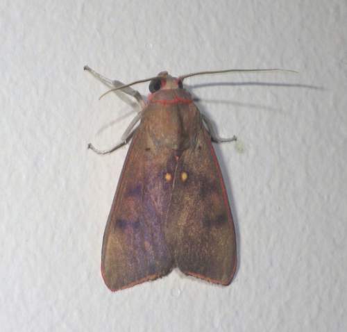 Melese incertus