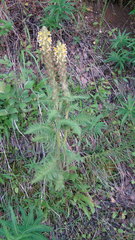 Pedicularis condensata