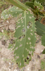 Puccinia grindeliae