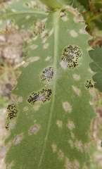 Puccinia grindeliae