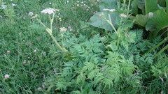 Selinum alatum