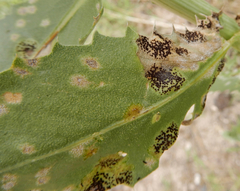 Puccinia grindeliae