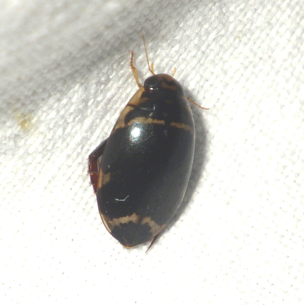 Thermonectus margineguttatus