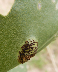 Puccinia grindeliae