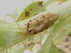 Puccinia grindeliae