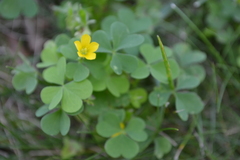 Magnoliopsida
