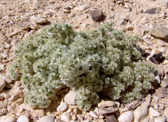 Paronychia sinaica