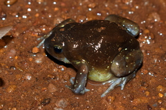 Uperodon globulosus