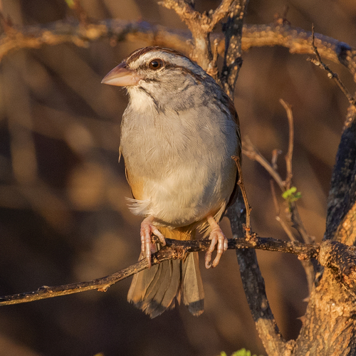Cinnamon-tailed Sparrow (Peucaea sumichrasti), photo 9