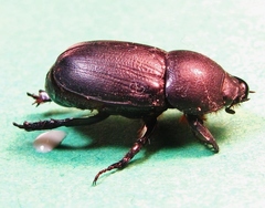 Dyscinetus morator