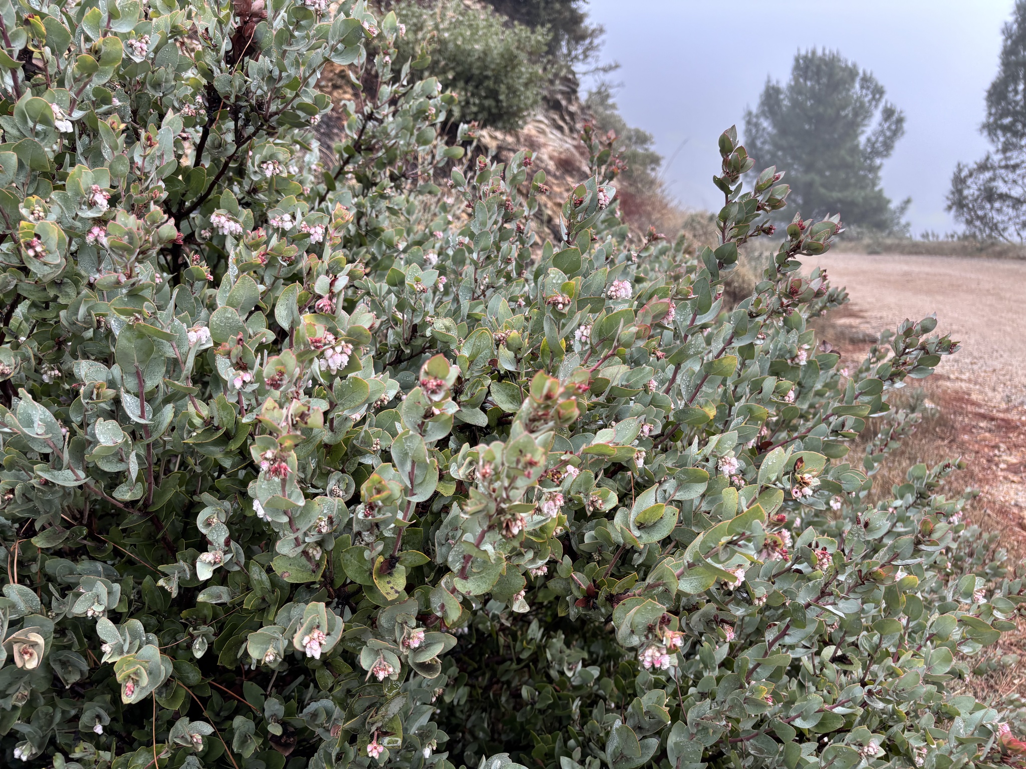 Arctostaphylos luciana