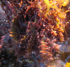 Sarcothalia decipiens