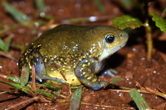 Uperodon globulosus