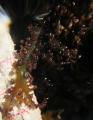 Sarcothalia decipiens