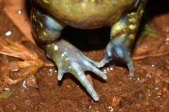 Uperodon globulosus