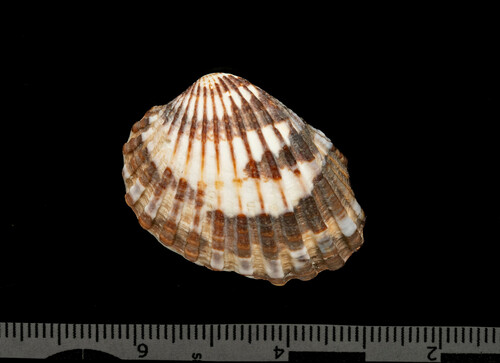 Cardites tricolor
