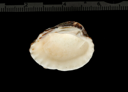 Cardites tricolor