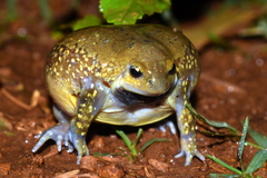 Uperodon globulosus