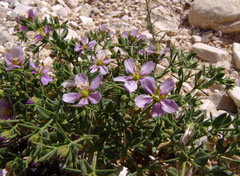 Fagonia mollis