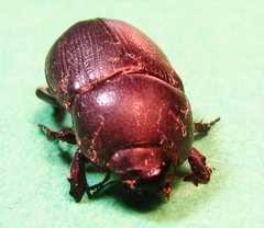 Dyscinetus morator