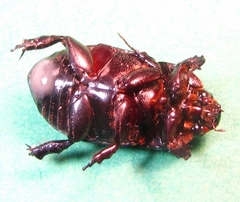 Dyscinetus morator