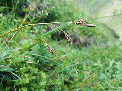 Carex tristis