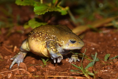 Uperodon globulosus