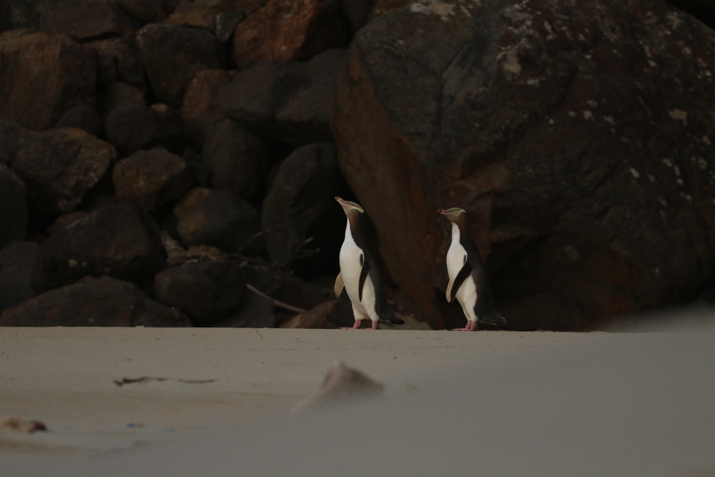 Two yellow-eyed penguins standing on dark rocks above a beach