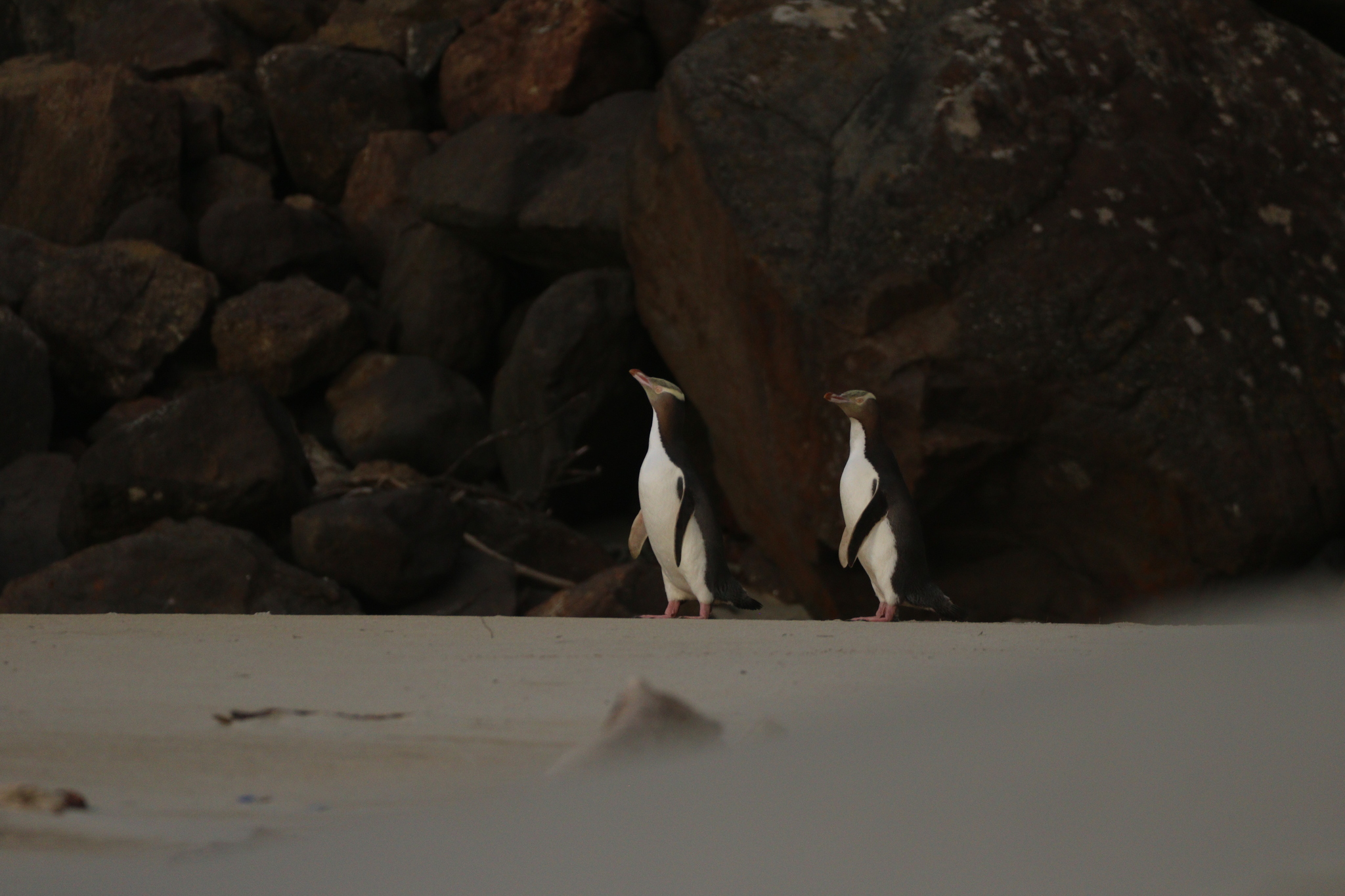 Yellow-eyed Penguin illustration