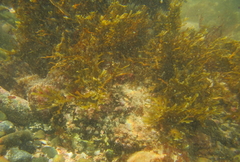Carpophyllum plumosum