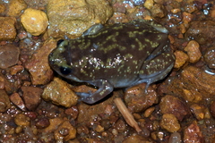Uperodon variegatus