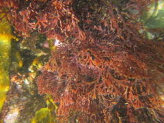 Melanthalia abscissa