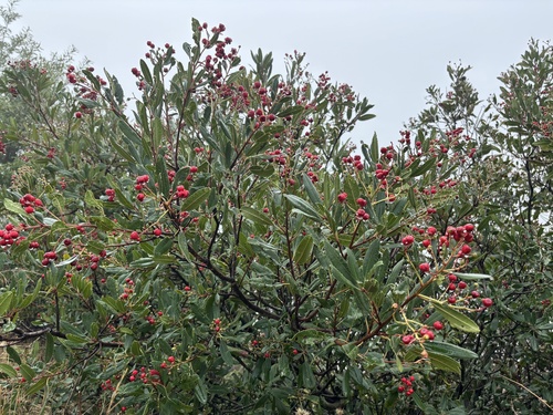 Heteromeles arbutifolia