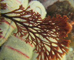 Melanthalia abscissa