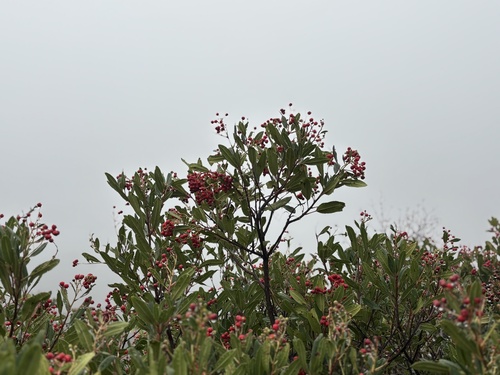 Heteromeles arbutifolia