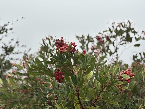 Heteromeles arbutifolia