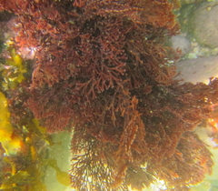 Melanthalia abscissa